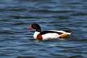 Shelduck